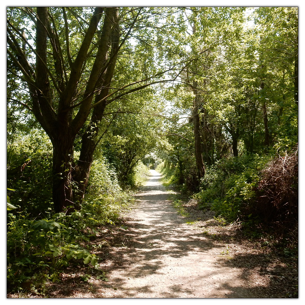 Run/Walk to Fishbourne Meadow, 