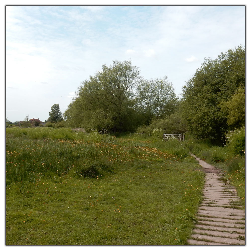 Fishbourne Meadow Loop, 