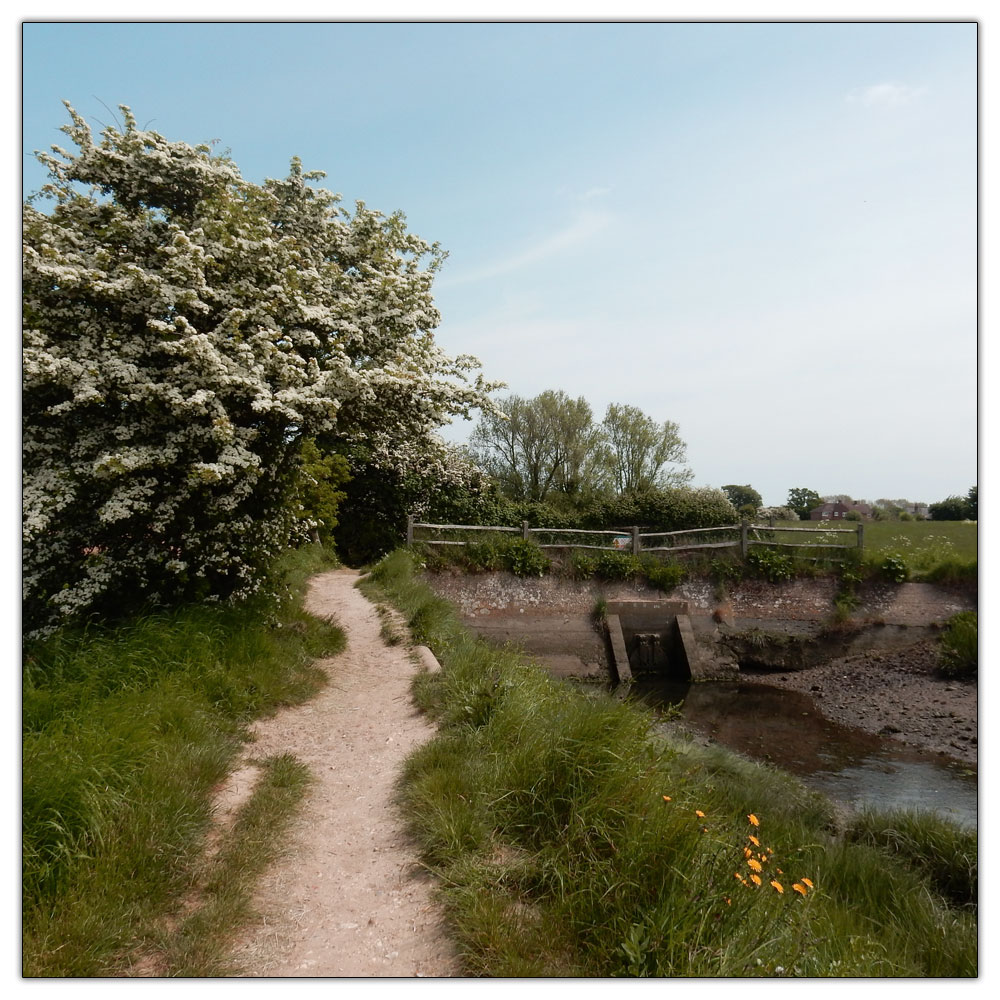 Fishbourne Meadow Loop, 