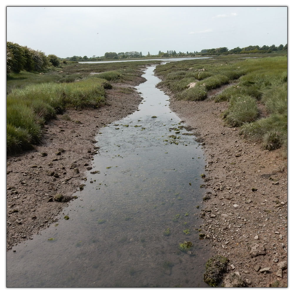 Fishbourne Meadow Loop, 