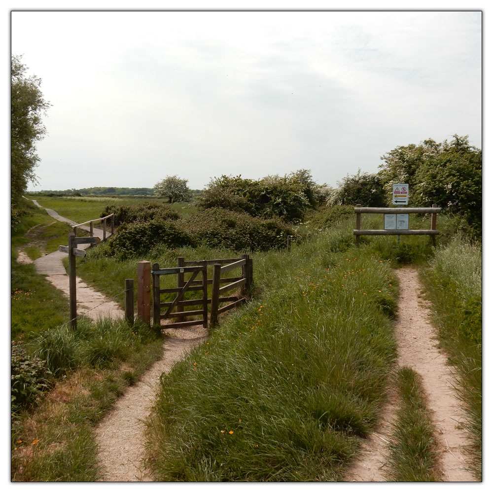 Fishbourne Meadow Loop, 