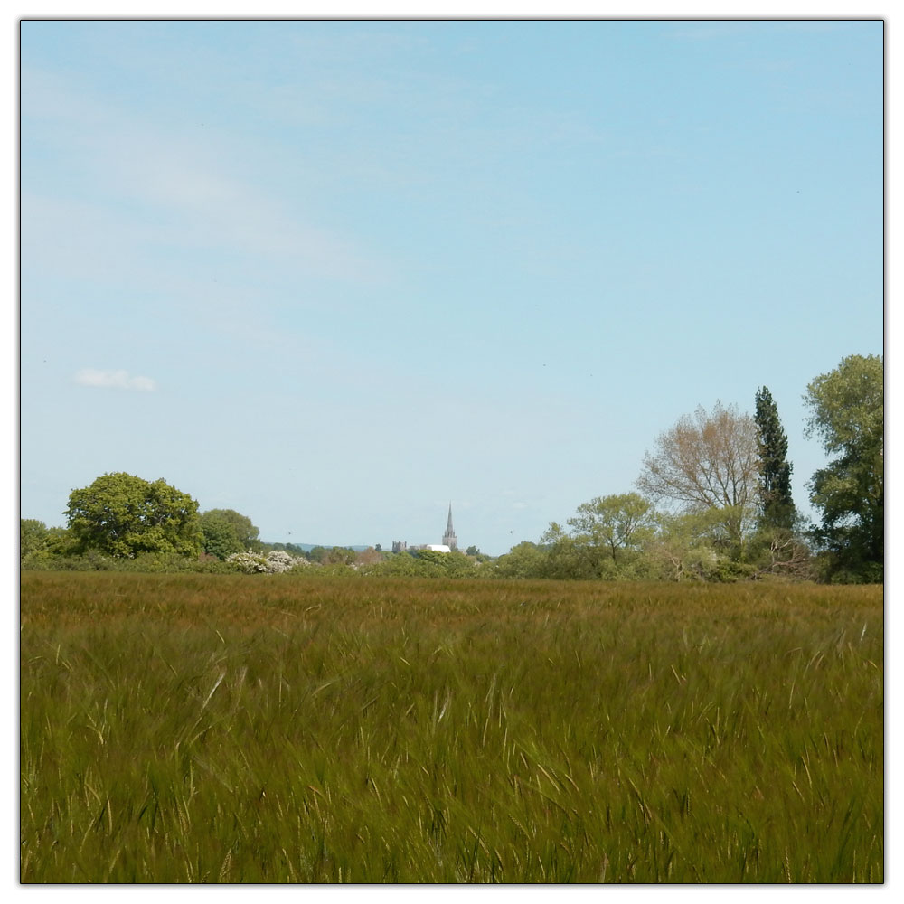 Fishbourne Meadow Loop, 