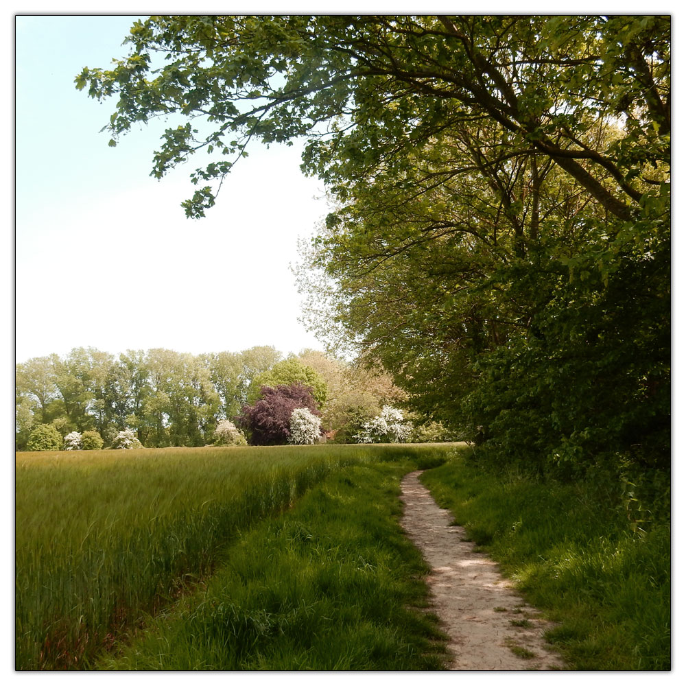 Fishbourne Meadow Loop, 