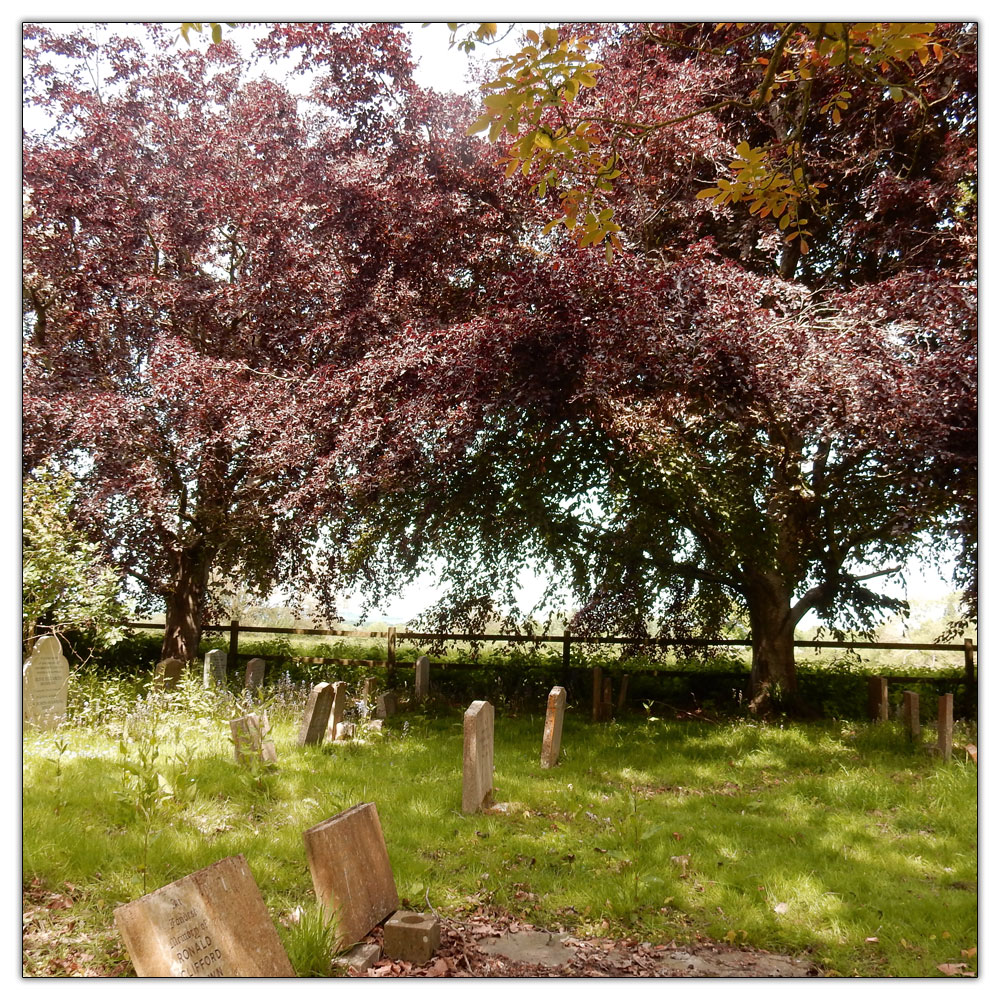 Fishbourne Meadow Loop, Beown leaves in the churchyard