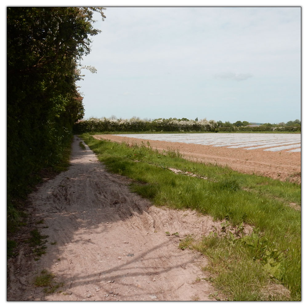 Fishbourne Meadow Loop, Dry Salterns Way