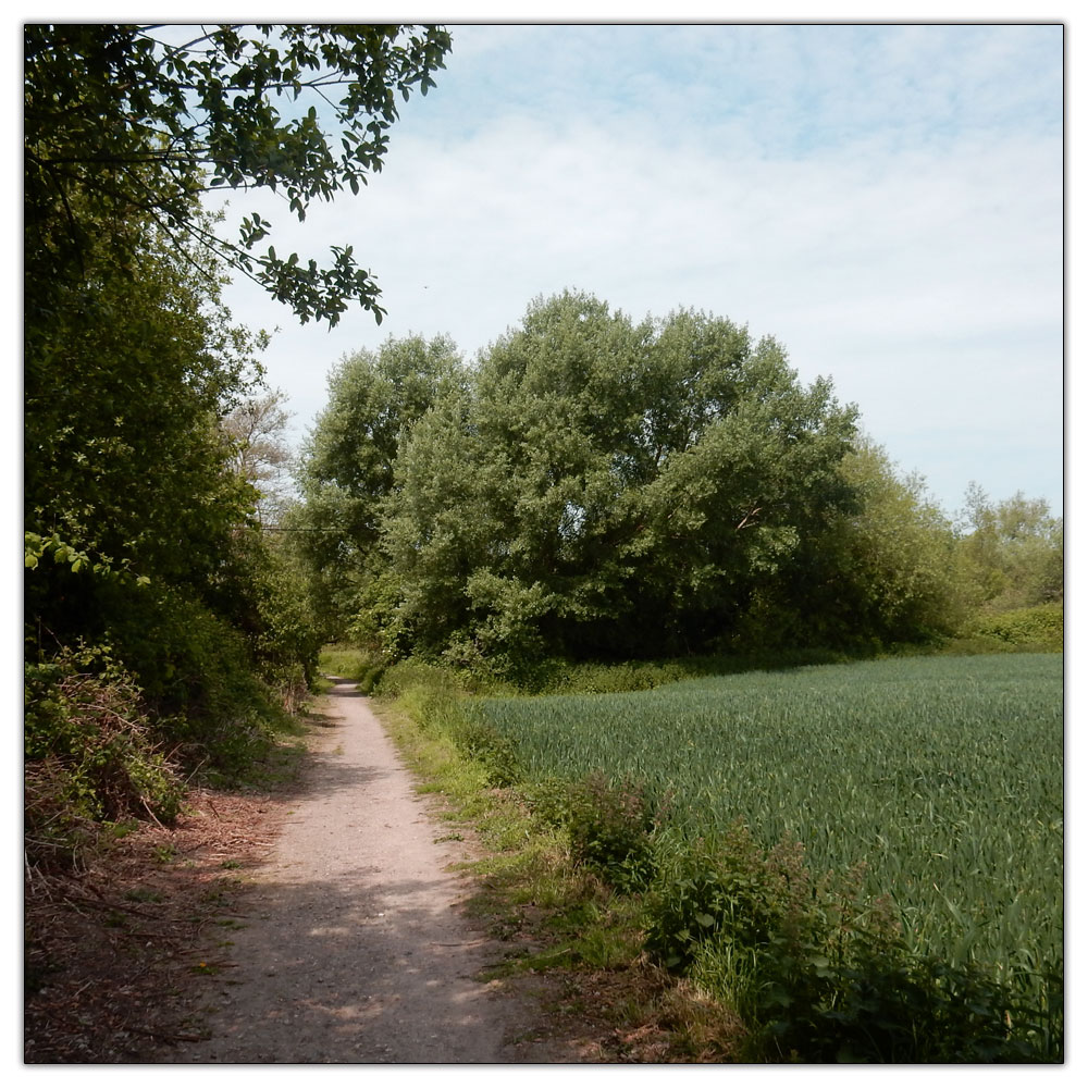 Fishbourne Meadow Loop, 