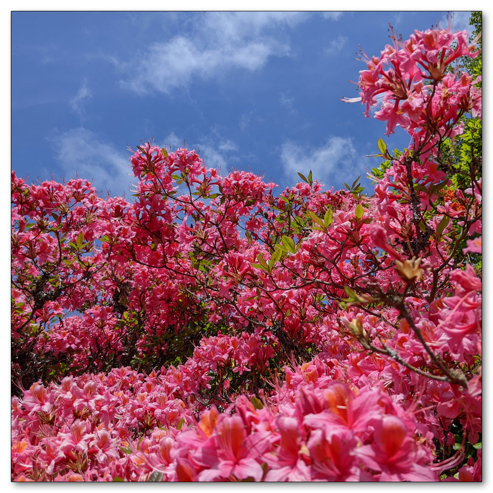 Nymans Gardens and House, 