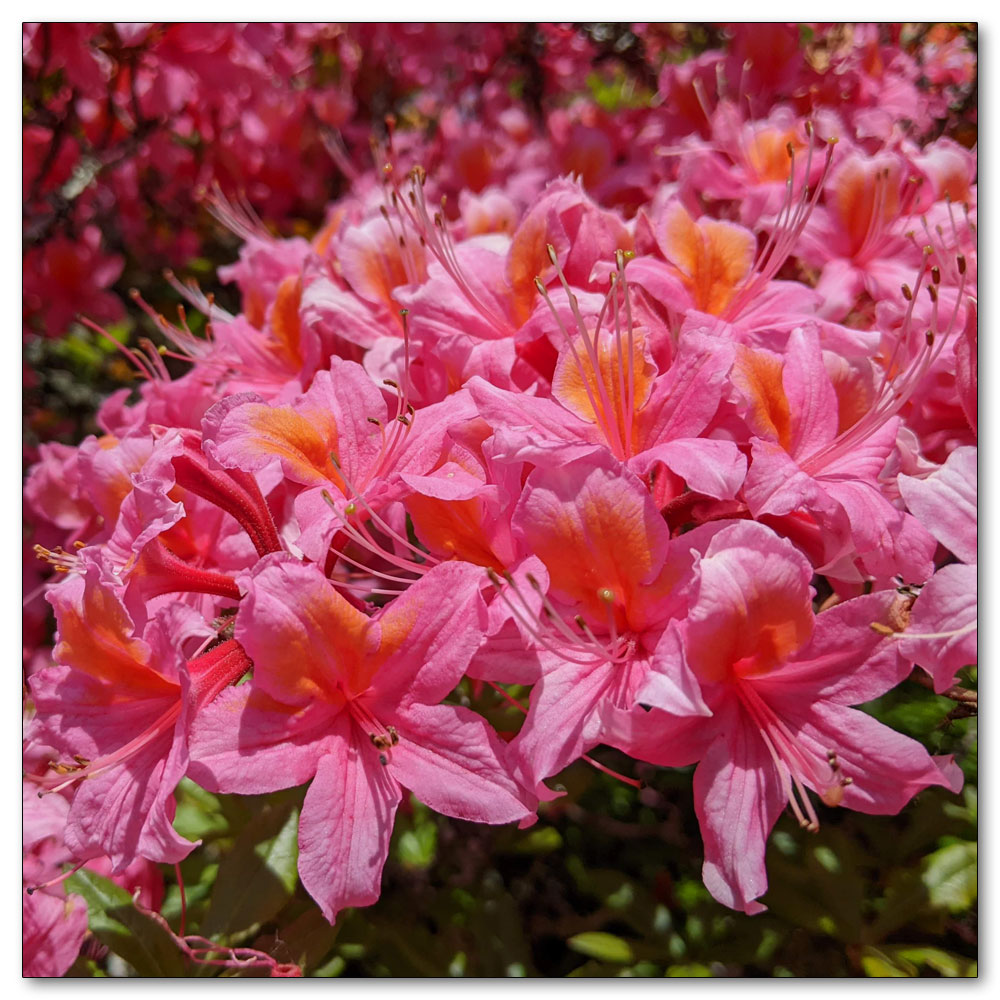 Nymans Gardens and House, 