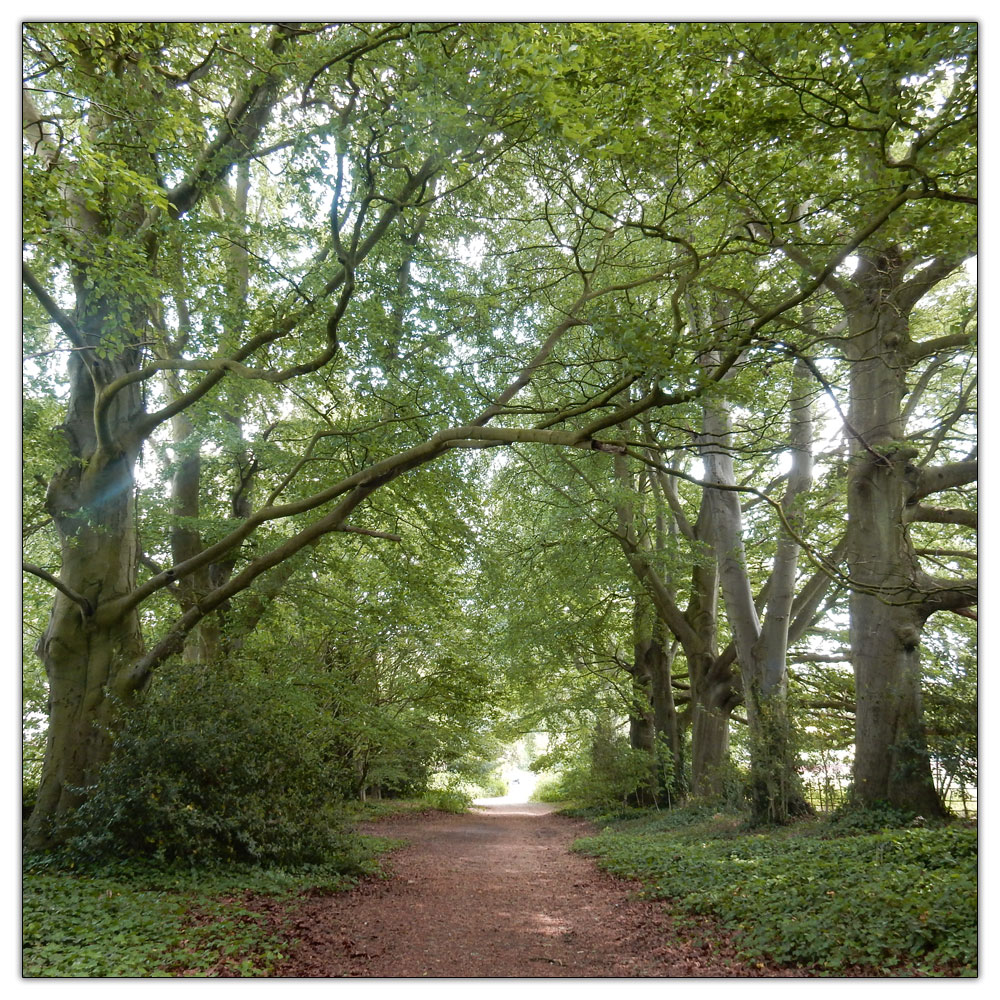 Chanctonbury Ring, 