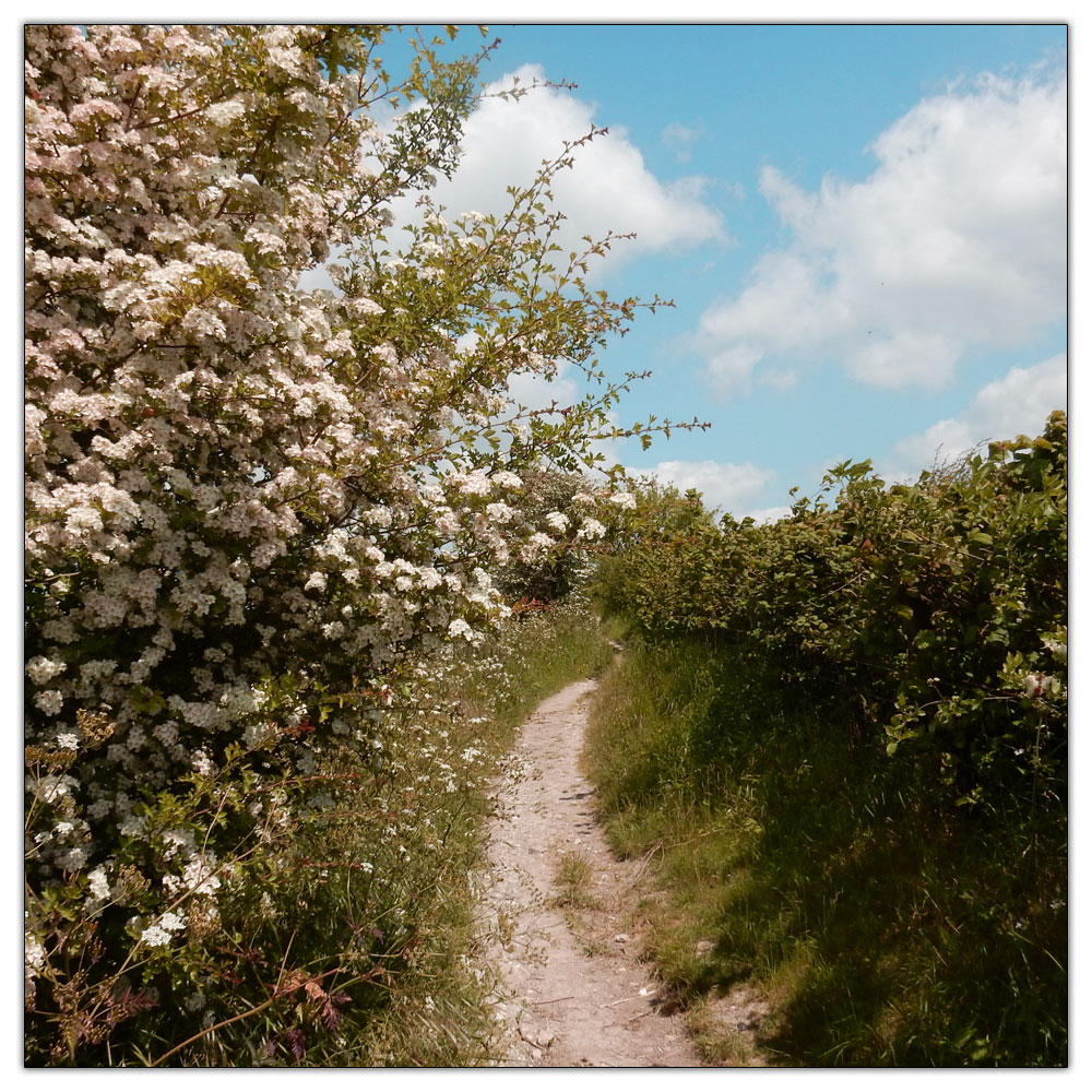 Chanctonbury Ring, 