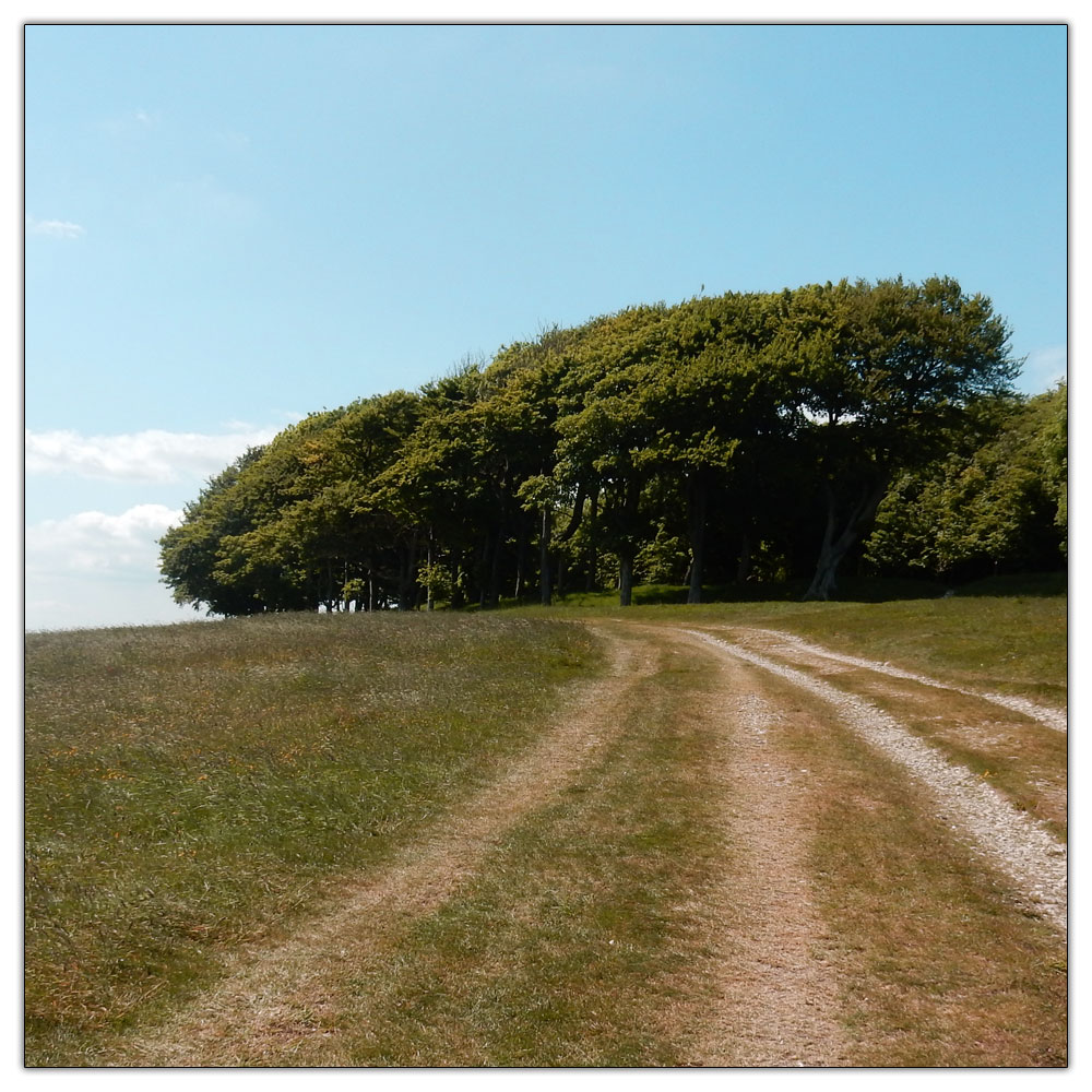 Chanctonbury Ring, Chanctonbury Ring