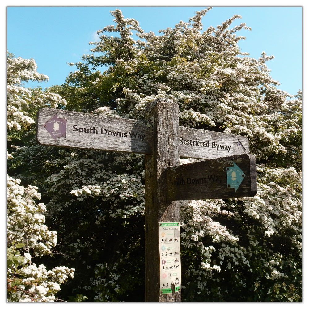 Chanctonbury Ring, 