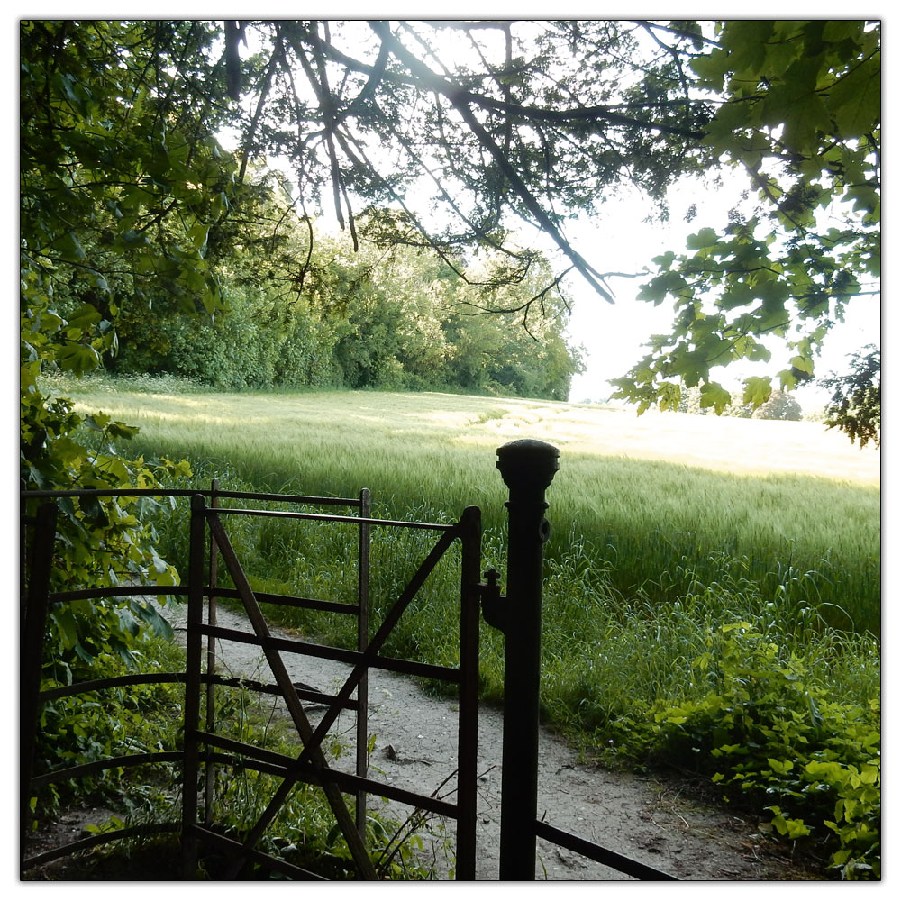 Chanctonbury Ring, 