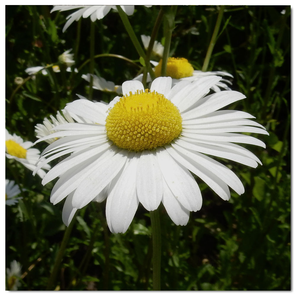 Bishop's Palace Gardens, Creeping Daisy (Leucanthemum paludosum)