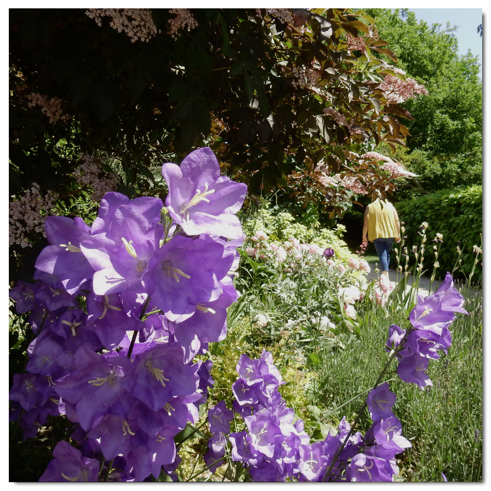 Bishop's Palace Gardens, Fairy Bellflower (Campanula persicifolia)