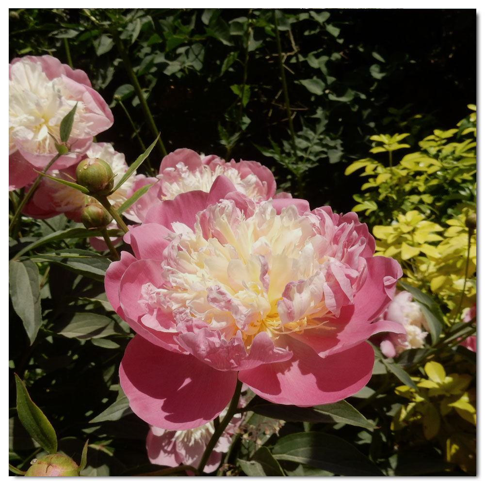 Bishop's Palace Gardens, Paeonia Bowl of Love