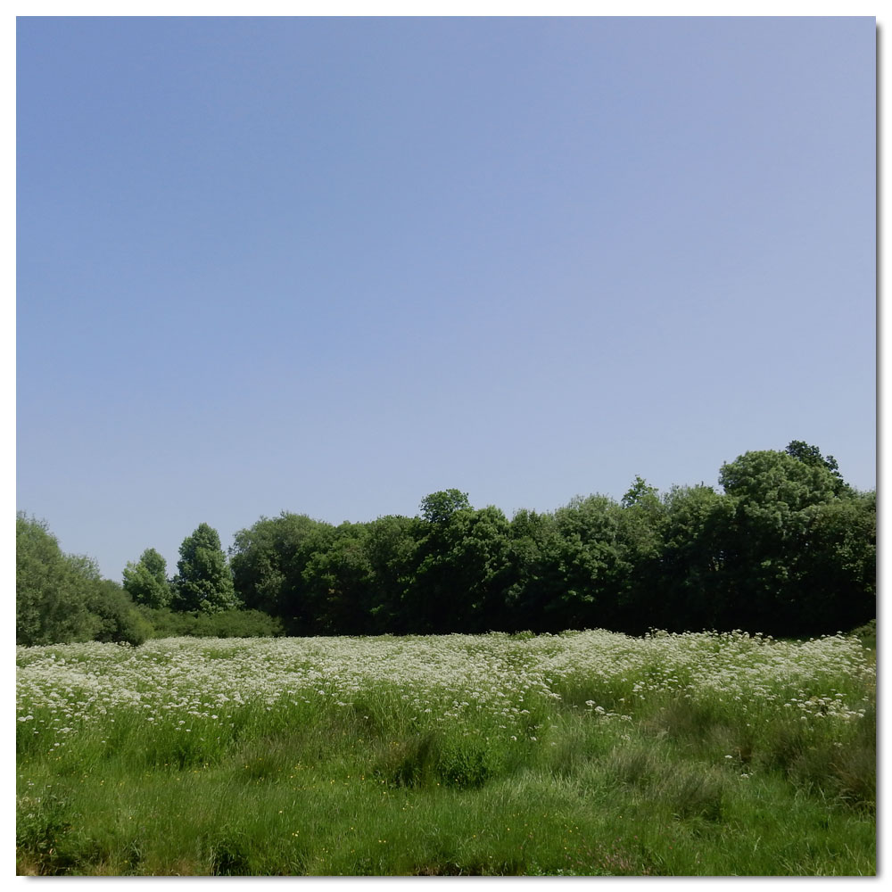 Dell Quay run, Fishbourne meadow