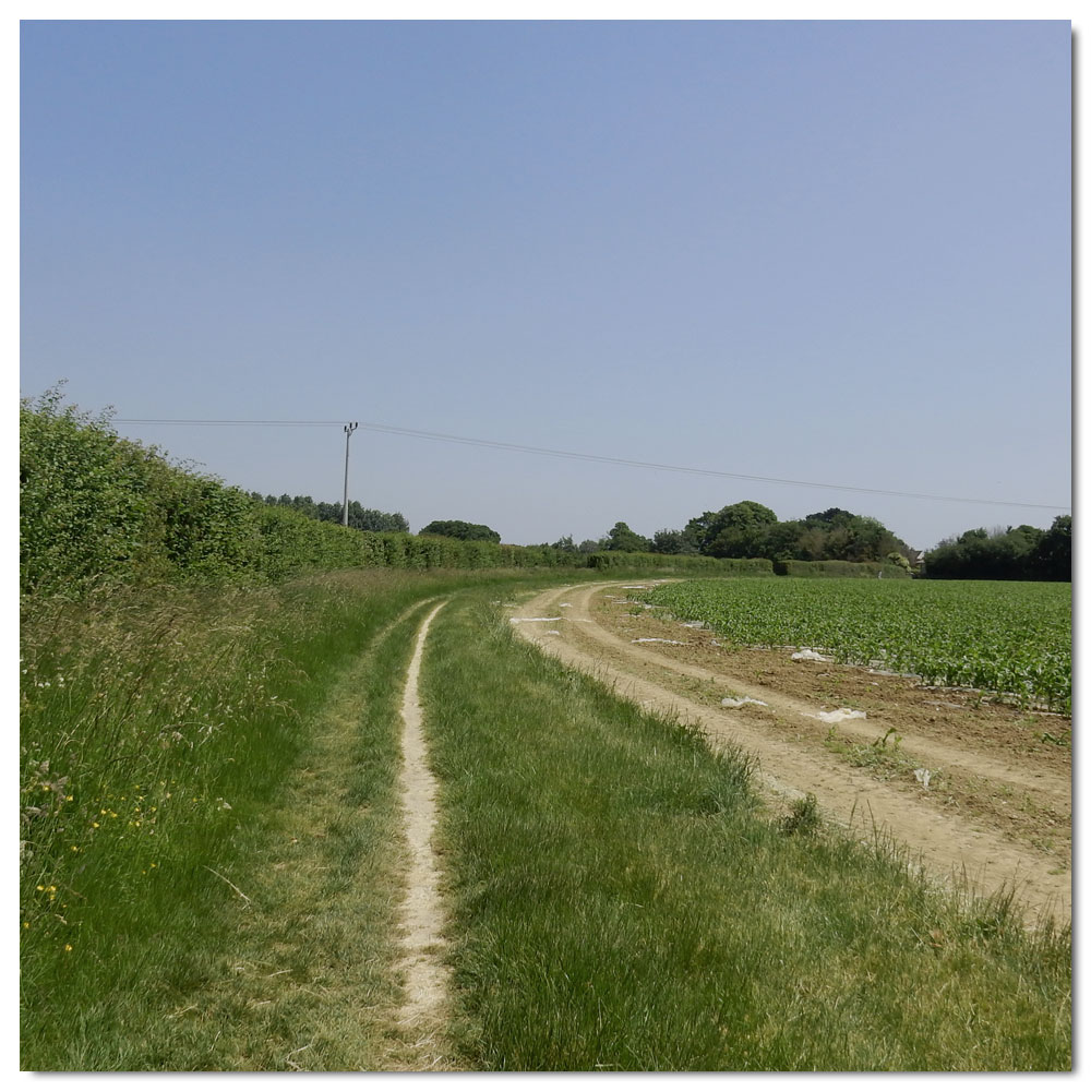 Fishbourne Meadow Run, 