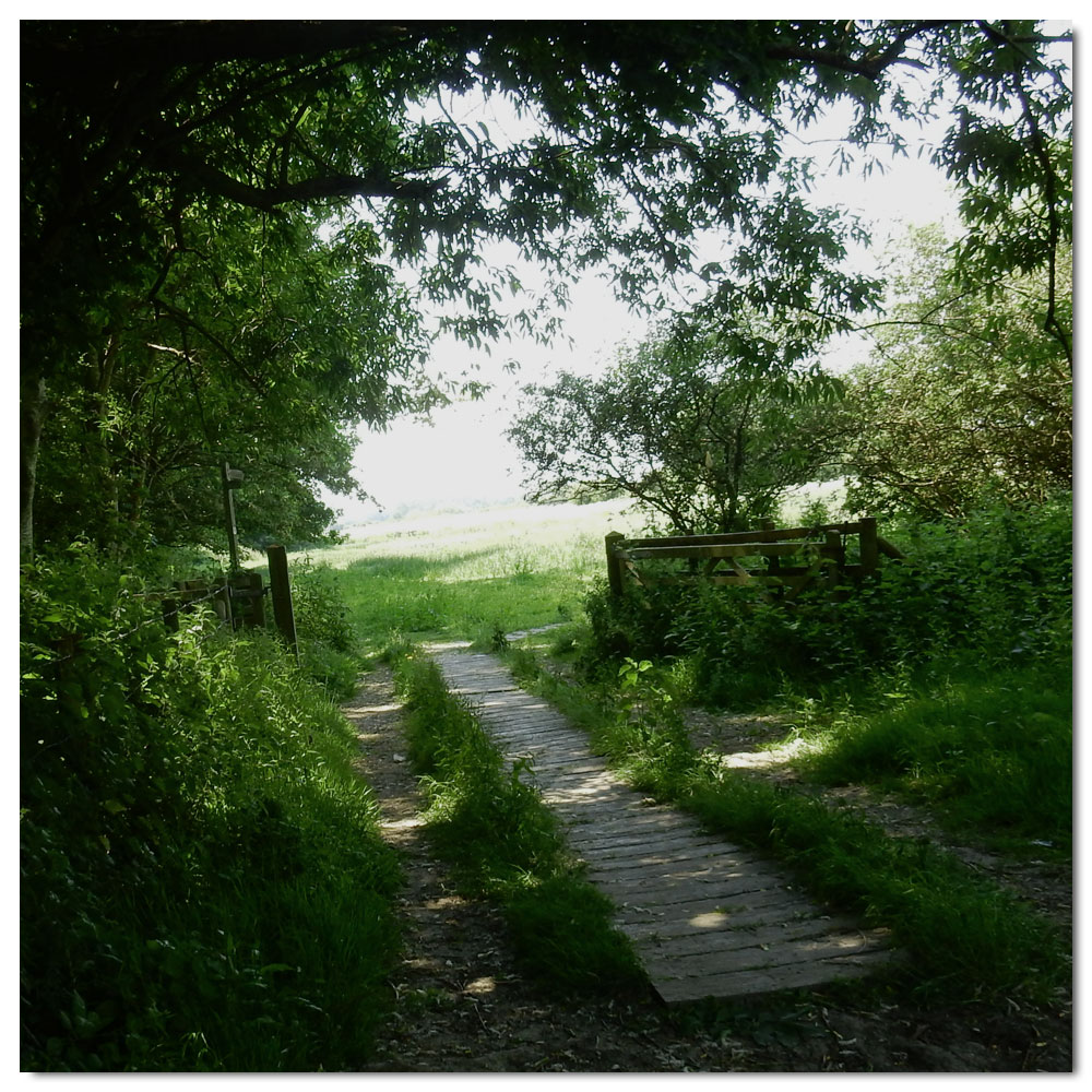 Fishbourne Meadow Run, 