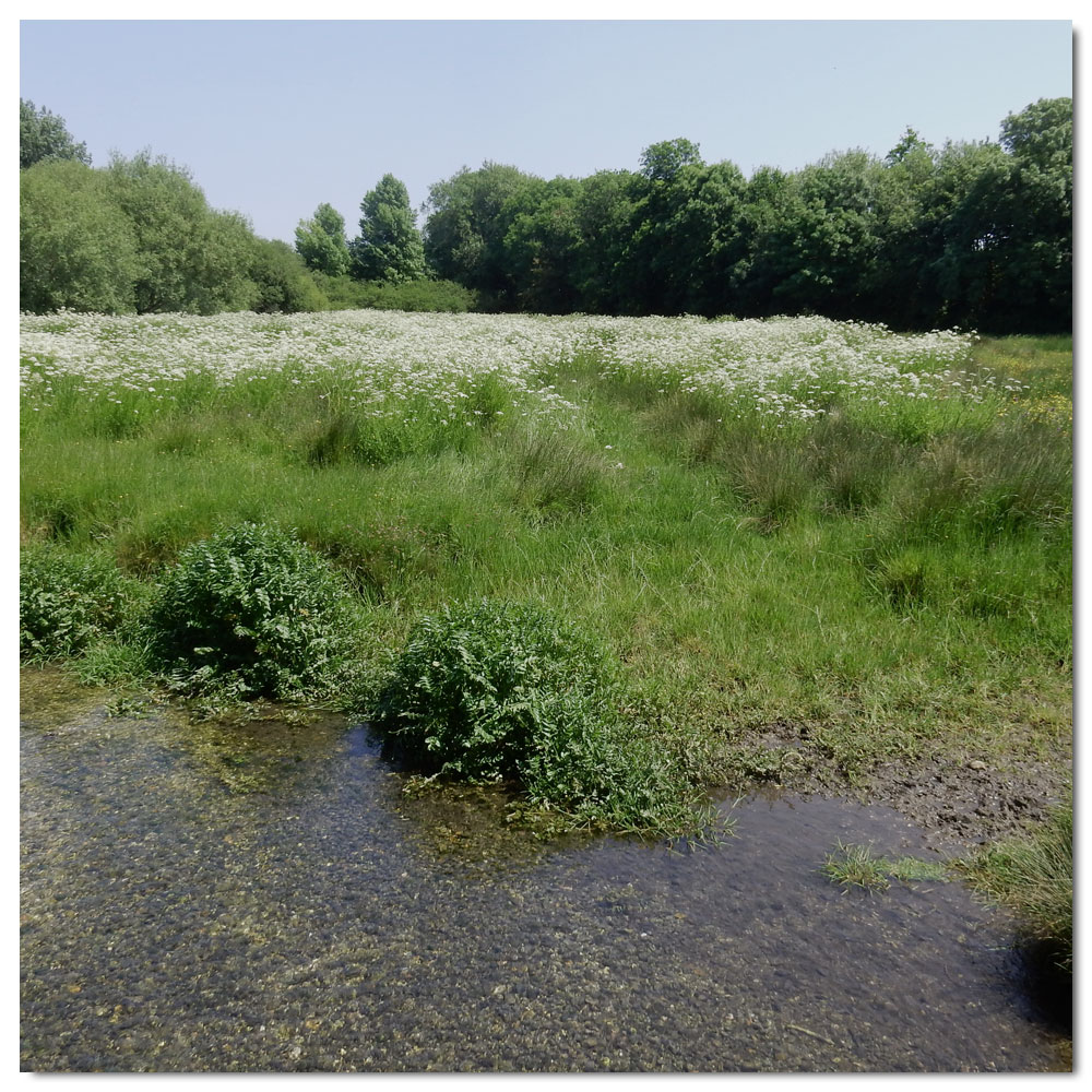 Fishbourne Meadow Run, 