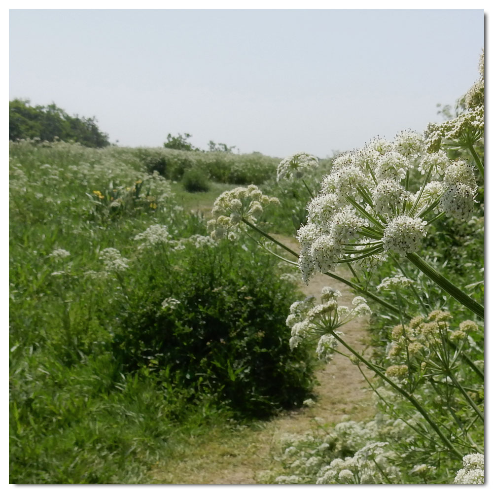 Fishbourne Meadow Run, 