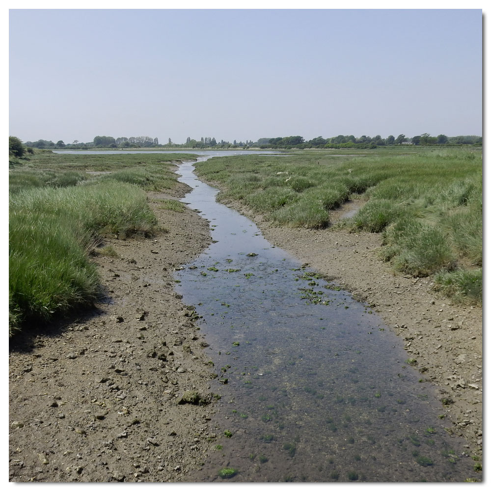 Fishbourne Meadow Run, 