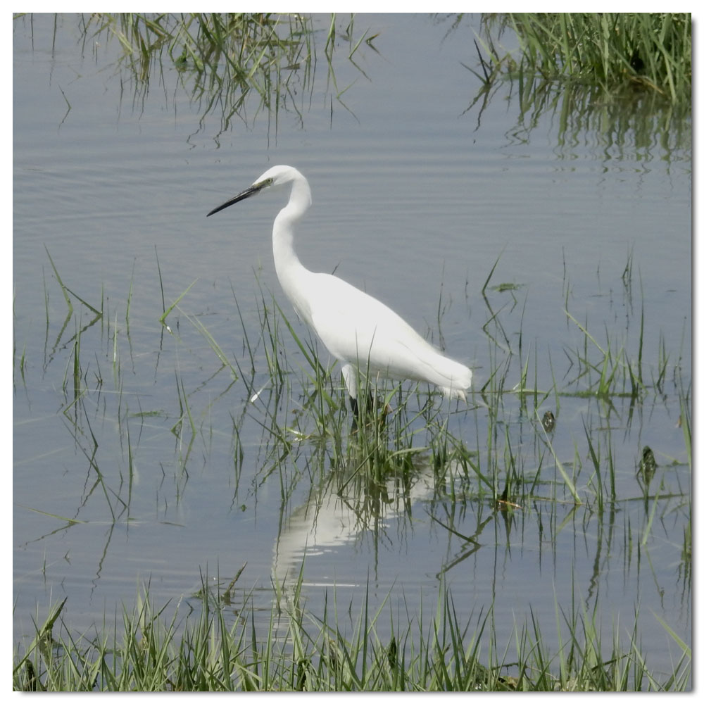 Walk to the meadow, Little egret