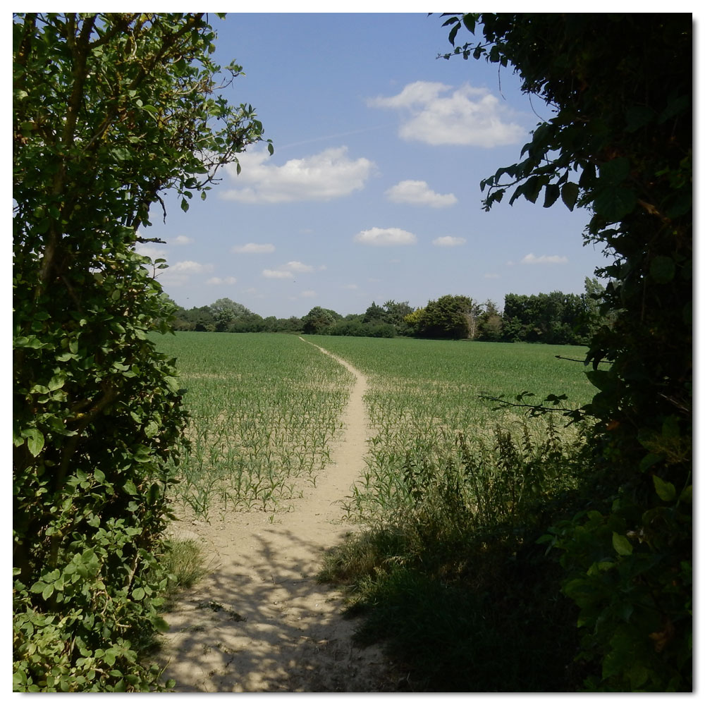 Walk to the meadow, 