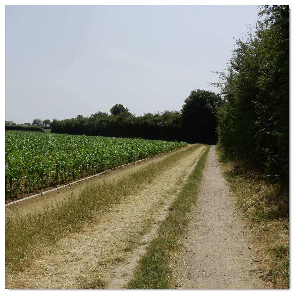 Walk to the meadow, 