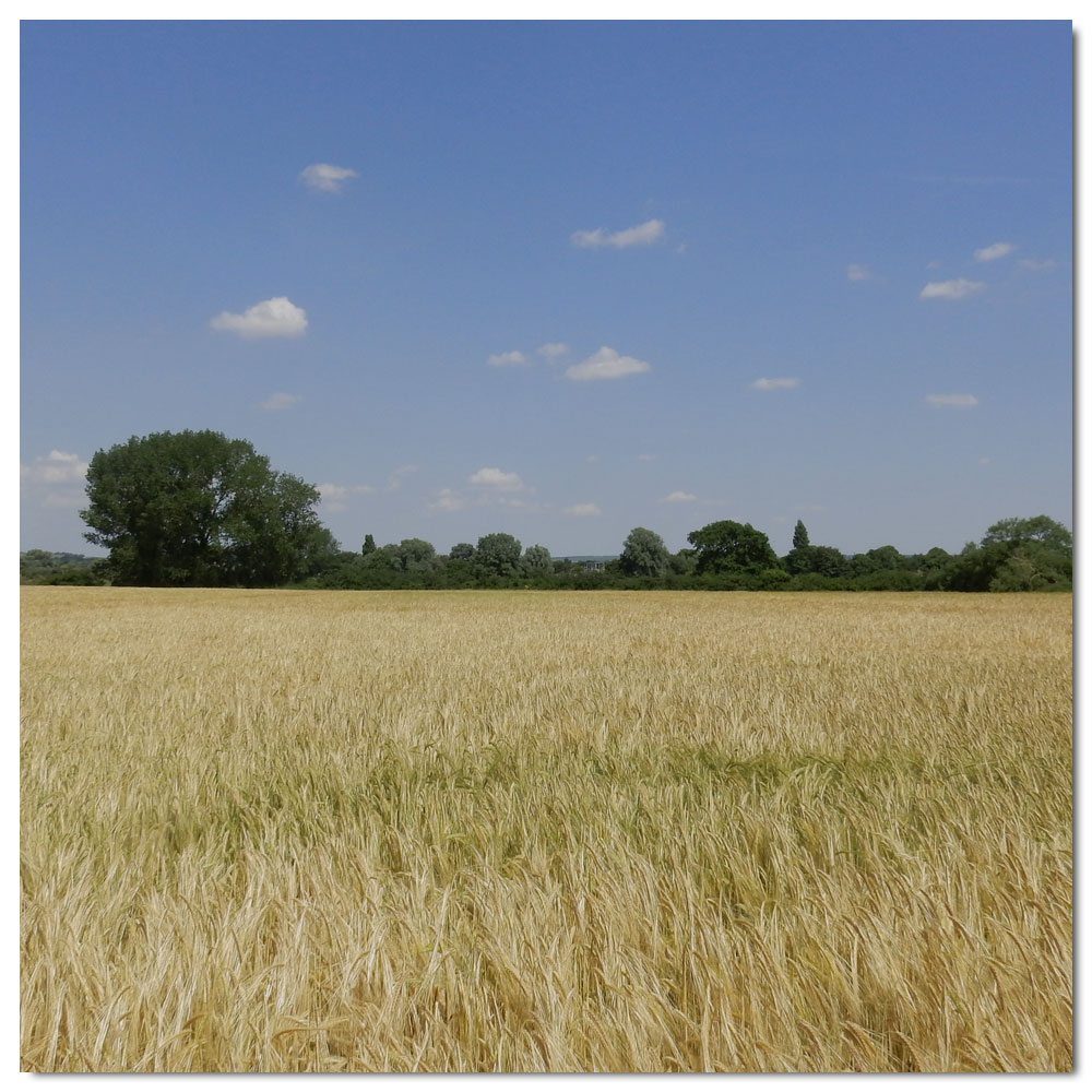 Walk to the meadow, 