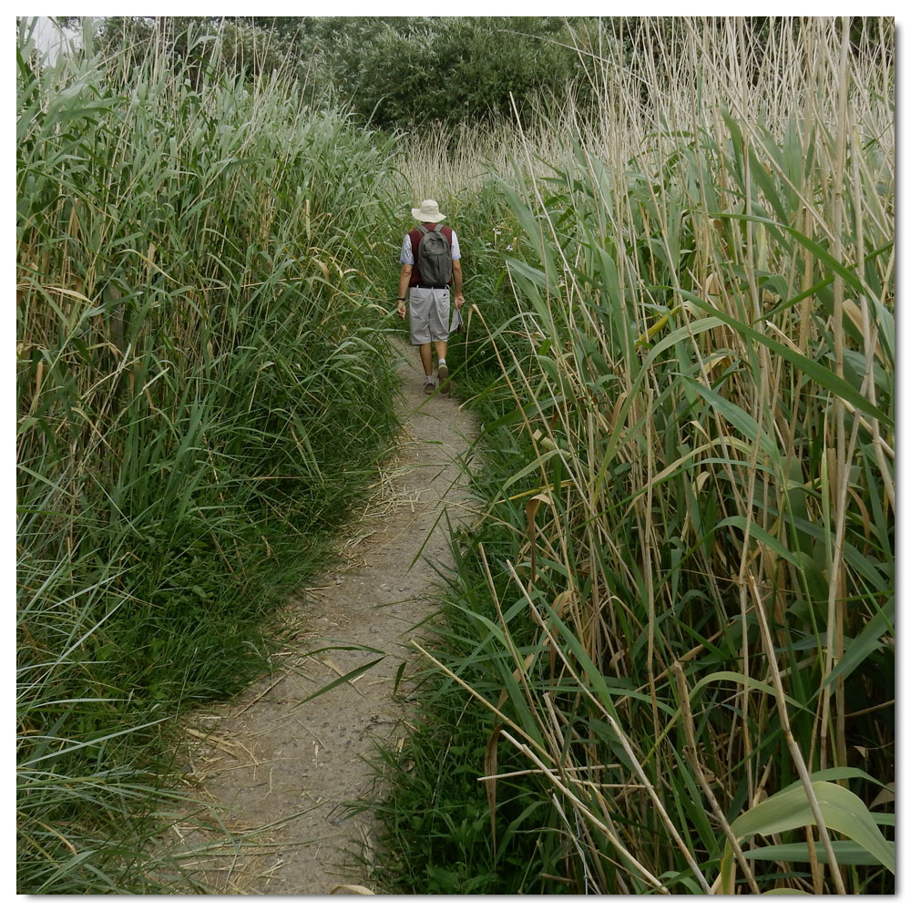 The Bridges of Fishbourne, 