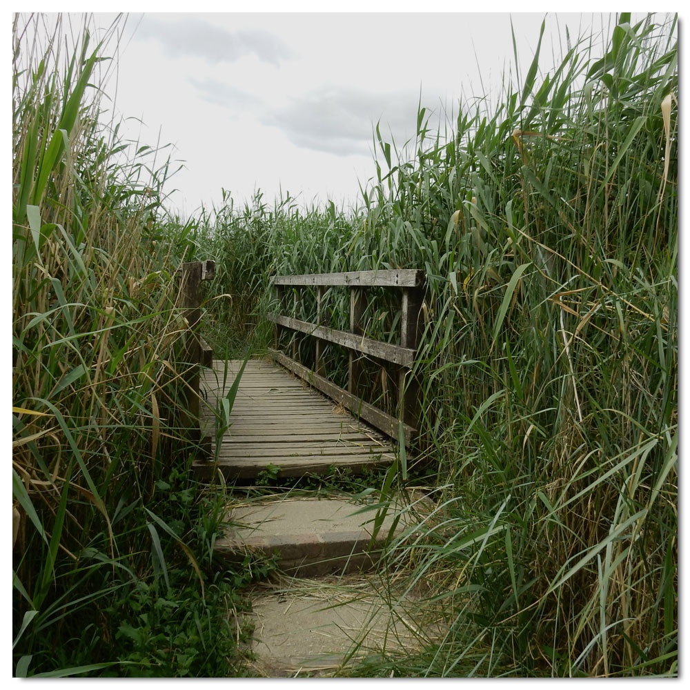 The Bridges of Fishbourne, 