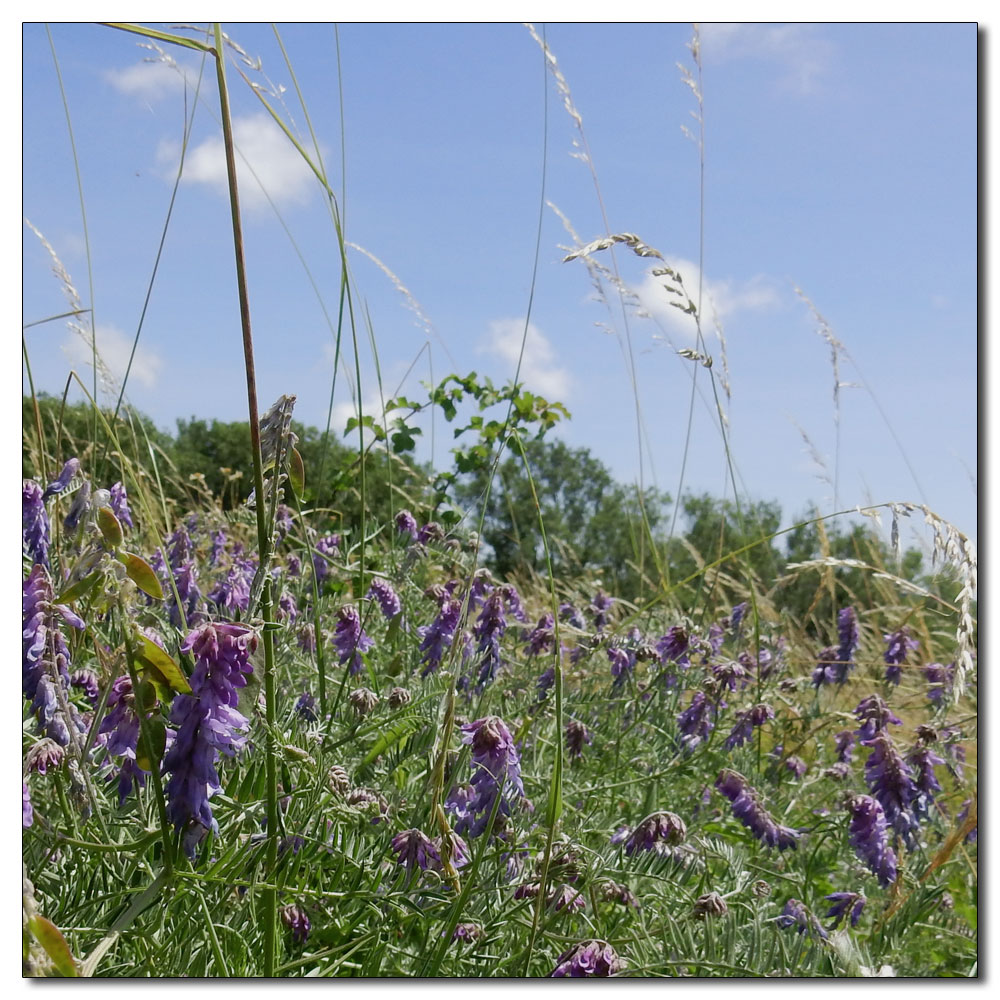 Moulsecoomb Wild Park, 