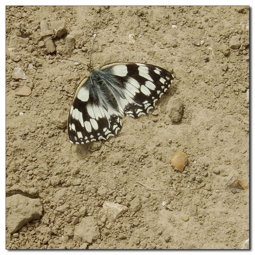 Invisible Artists, Marbled White