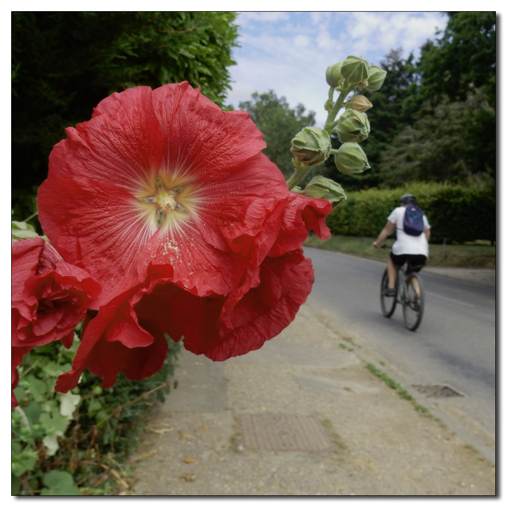 Invisible Artists, Red hollyhock