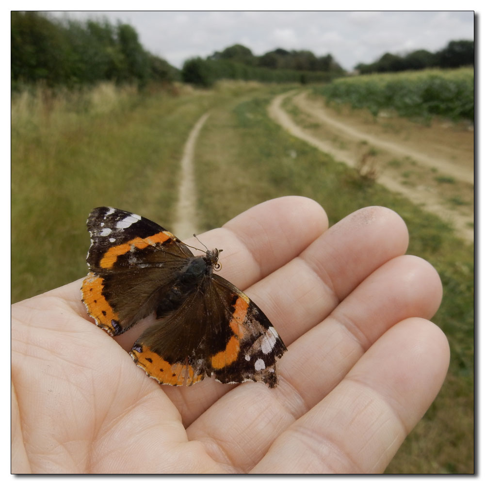 Dell Quay, Red Admiral hitchin' a ride