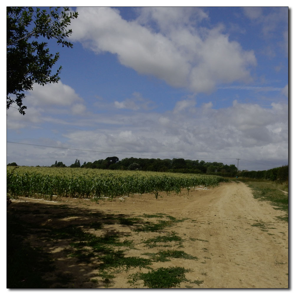 Fishbourne Meadow, 