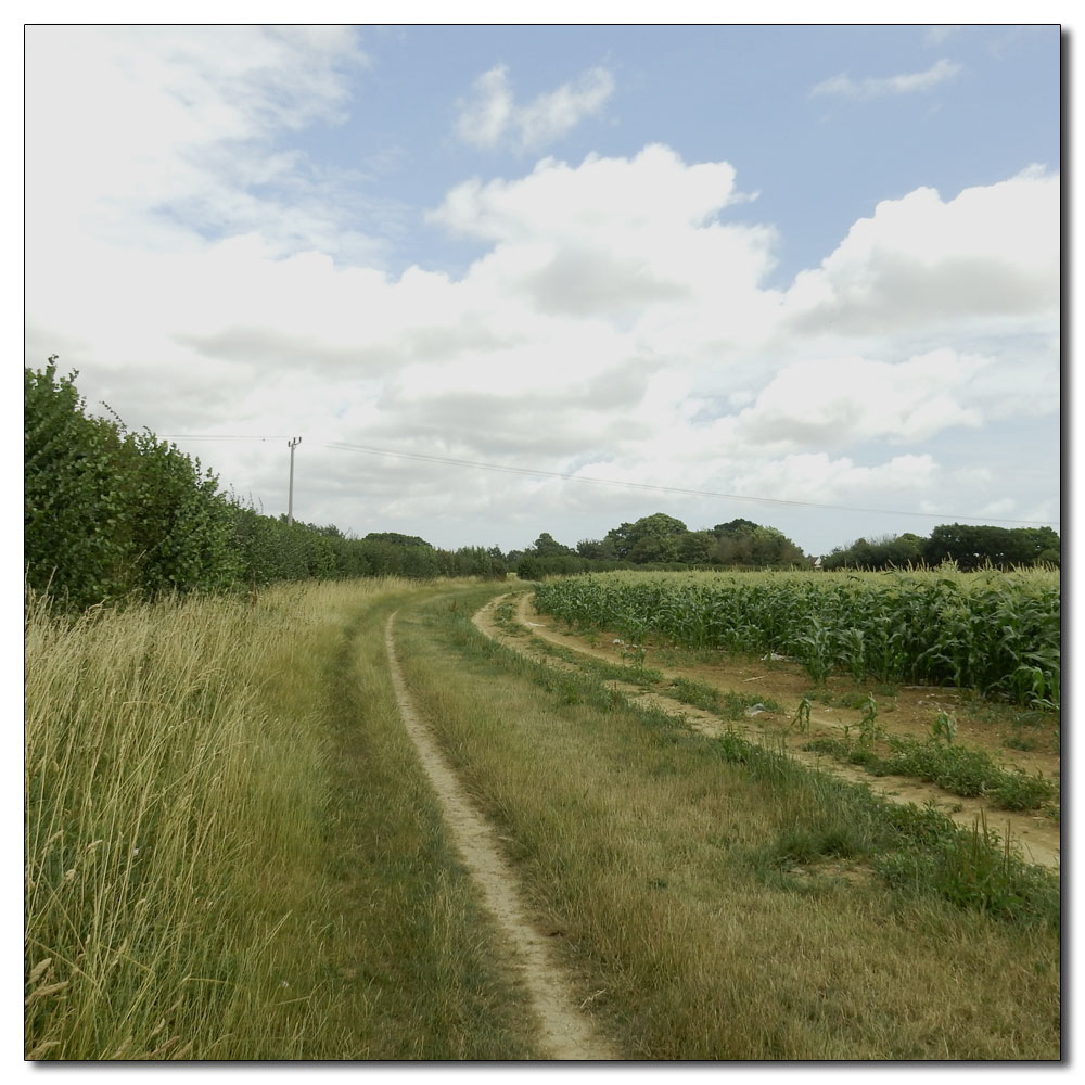 Fishbourne Meadow, 