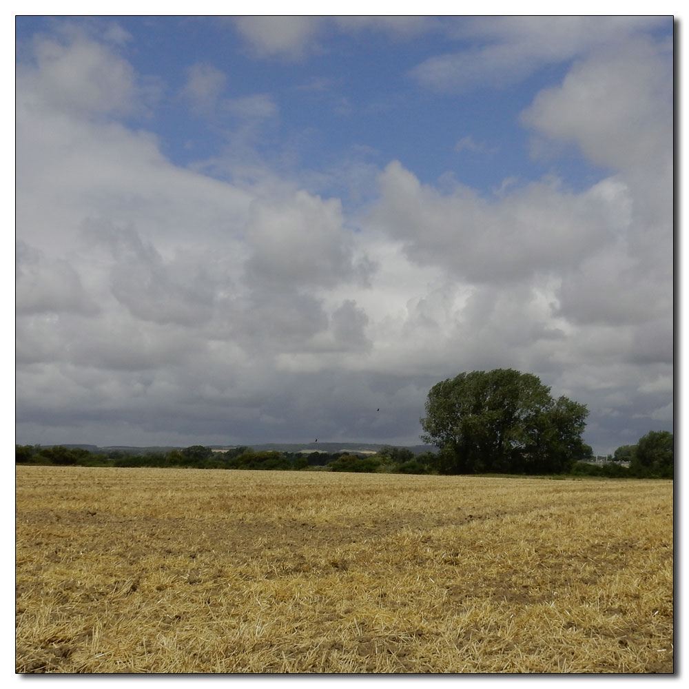 Fishbourne Meadow, 