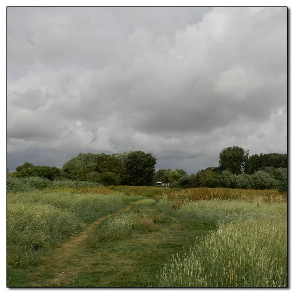 Fishbourne Meadow, 